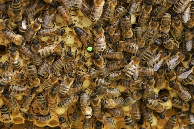 Wie funktioniert ein Bienenstaat