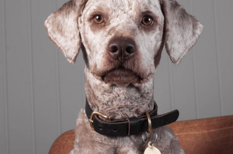 Hundehalsband zu verschenken